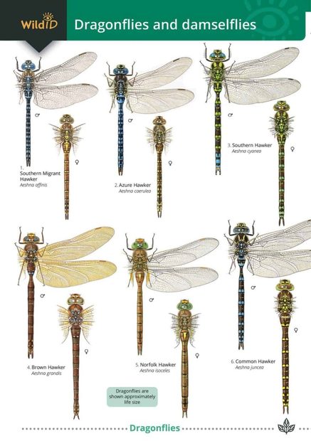Guide to the Dragonflies and Damselflies of Britain