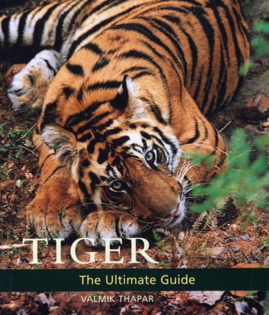 Tiger: The Ultimate Guide | NHBS Academic & Professional Books