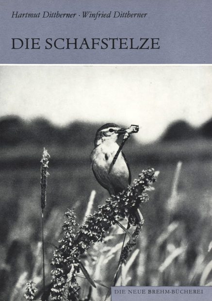 Die Schafstelze [The Yellow / Blue-headed Wagtail]