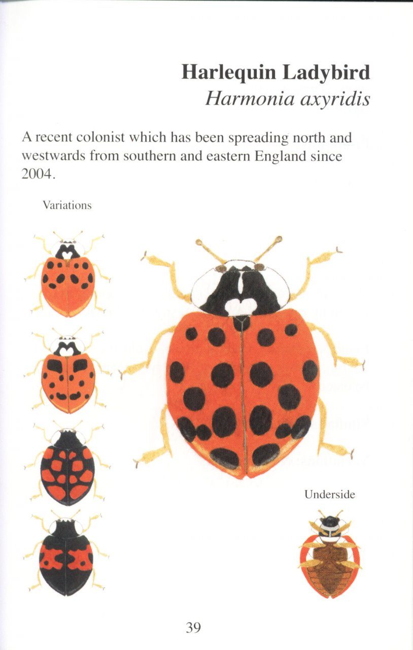 A Pocket Guide to the Ladybirds of Britain and Ireland | NHBS Field ...