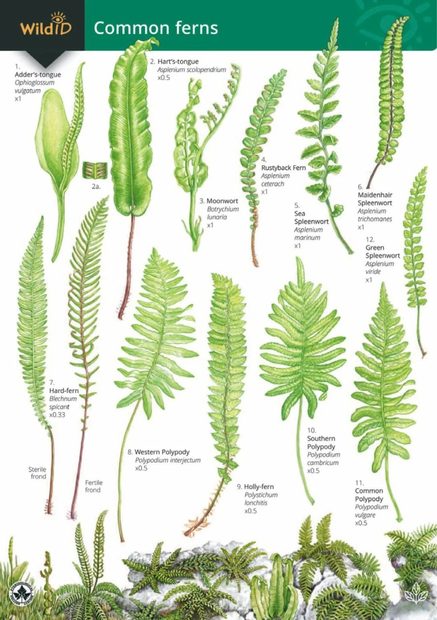 Guide to Common Ferns