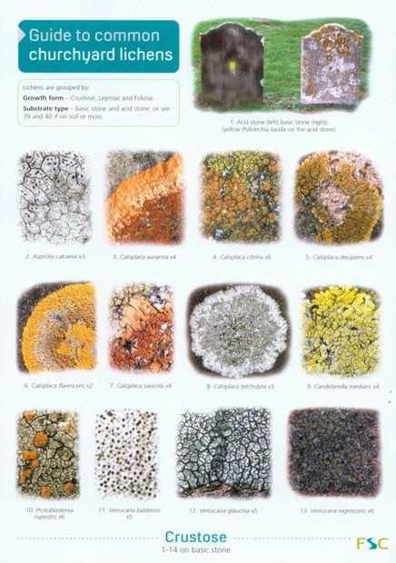 Guide to Common Churchyard Lichens