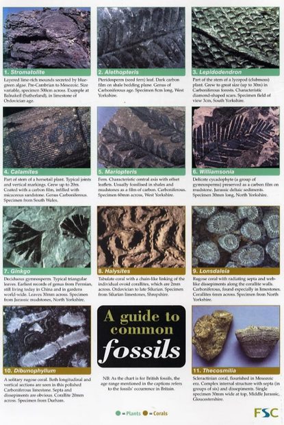 A Guide to Common Fossils