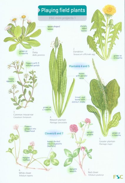 Playing Field Plants