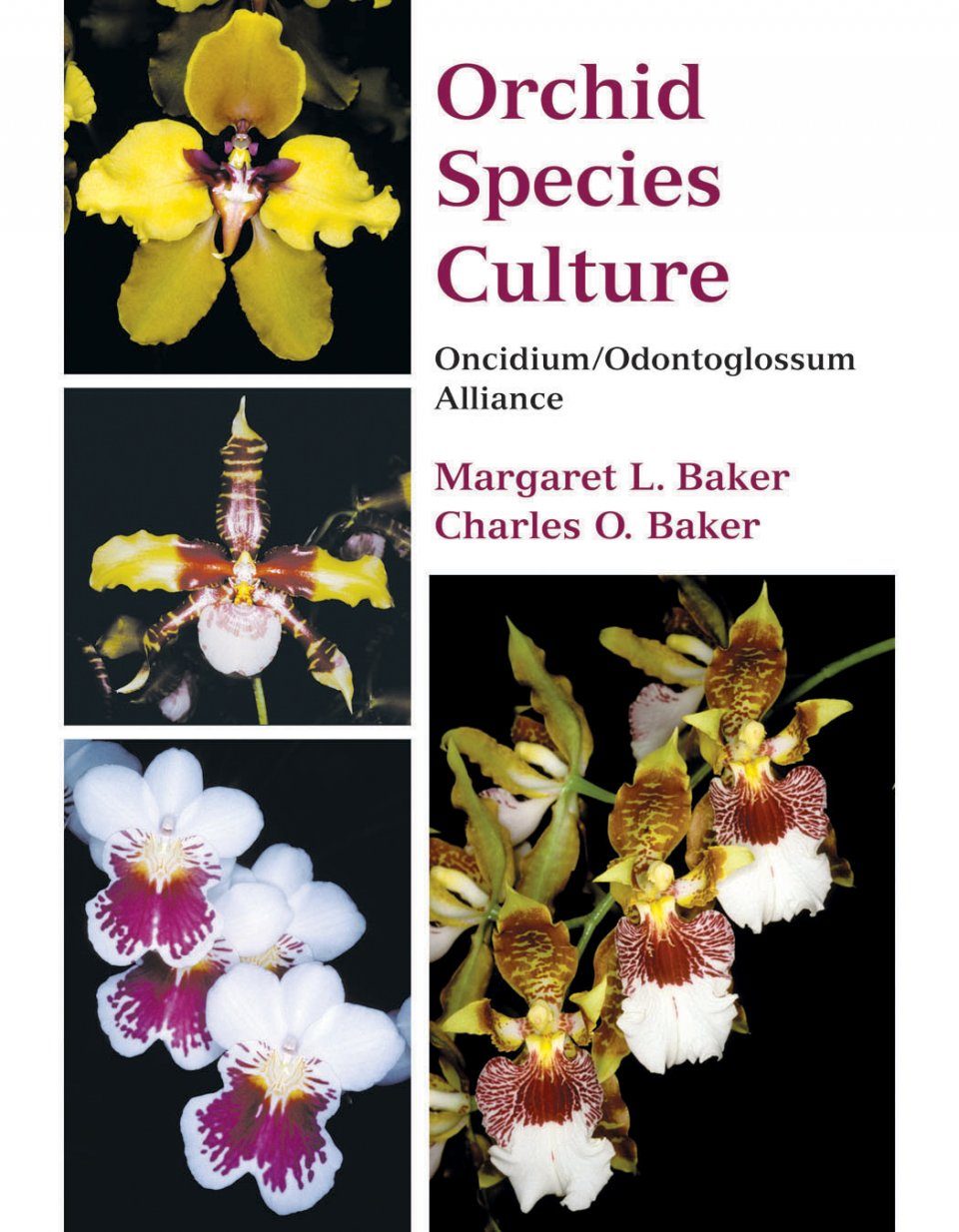 Orchid Species Culture: Oncidium/Odontoglossum Alliance | NHBS