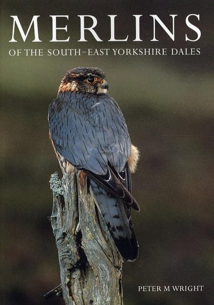 Merlins of the South-East Yorkshire Dales