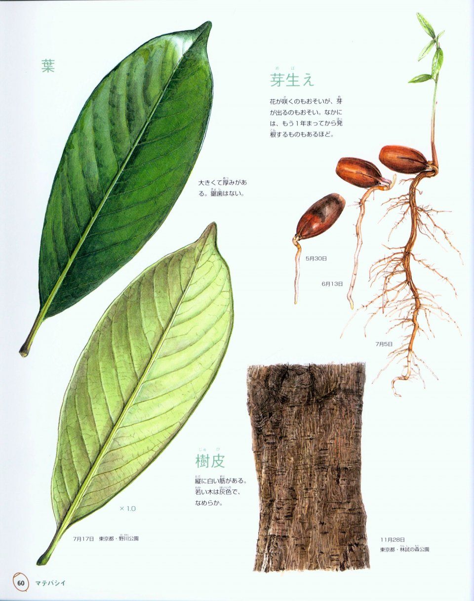 Pictorial Encyclopedia of Oaks in Japan [Japanese] | NHBS