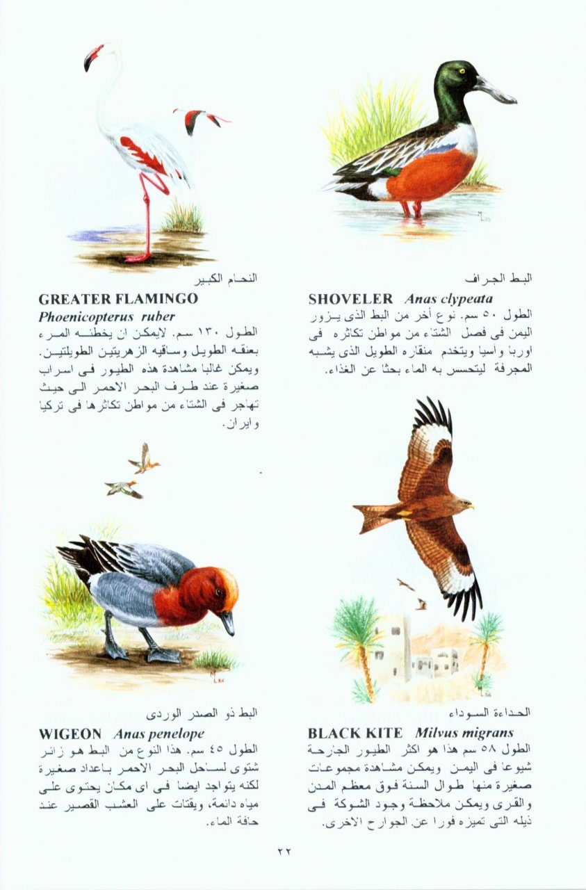 Arab burung dalam bahasa 17 Nama
