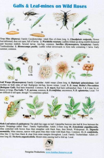 Galls and Leaf-mines on Wild Roses