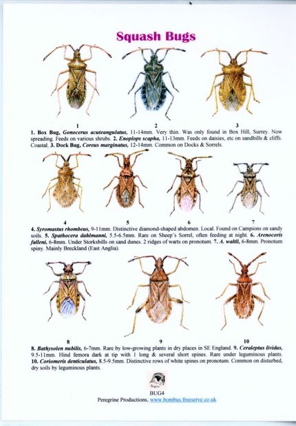 Squash Bugs