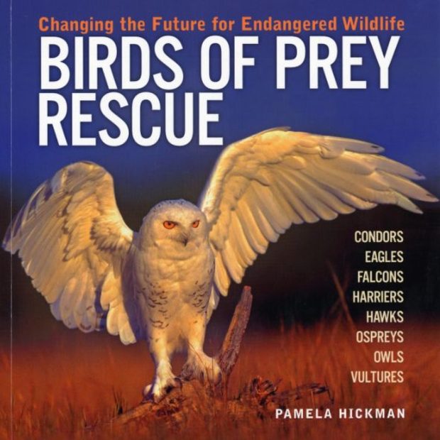 Birds of Prey Rescue