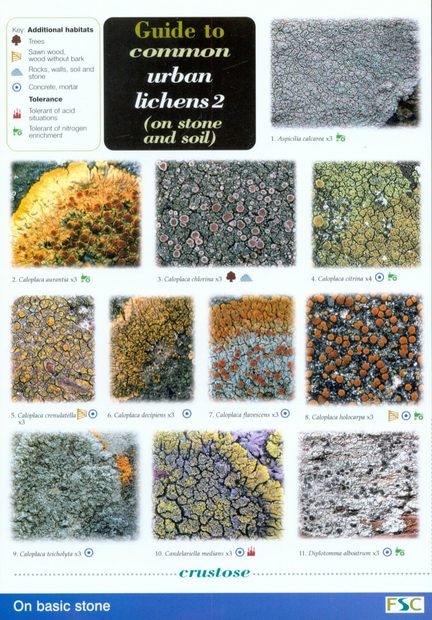 Guide to Common Urban Lichens 2 (on Stone and Soil)