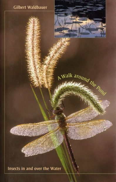 A Walk Around the Pond