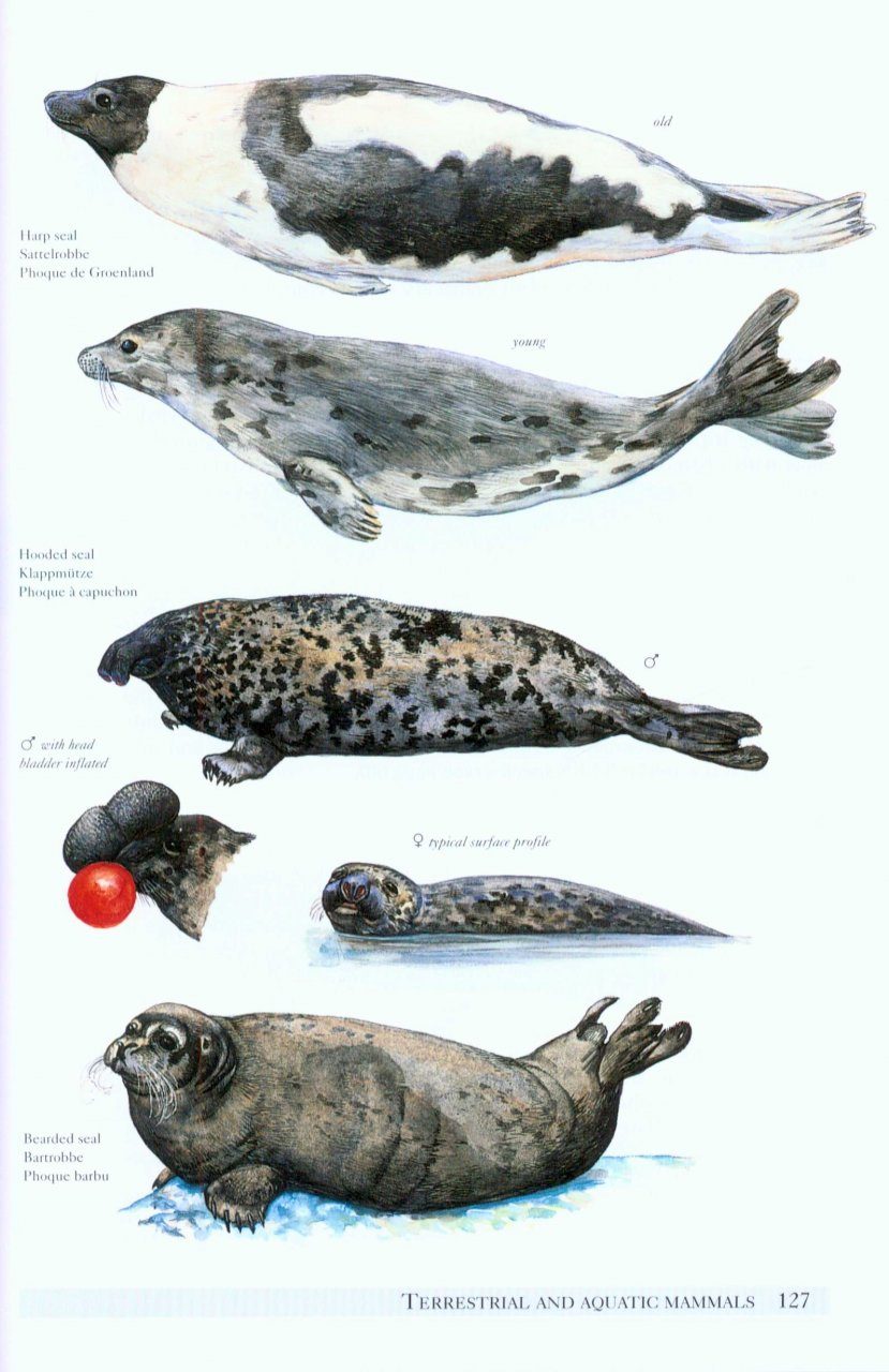 Seal Species Chart