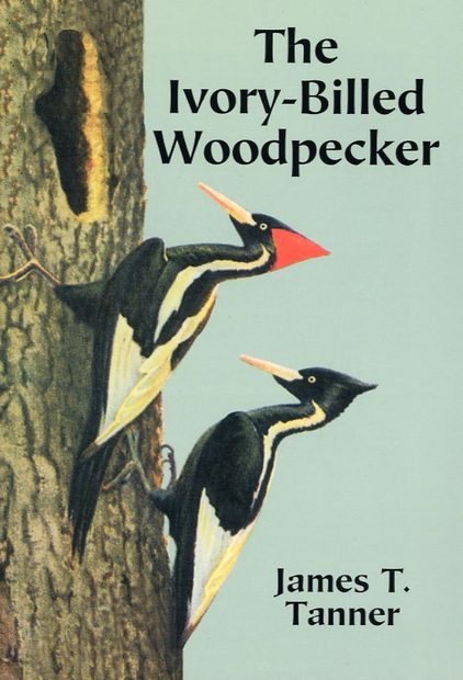 The Ivory-Billed Woodpecker