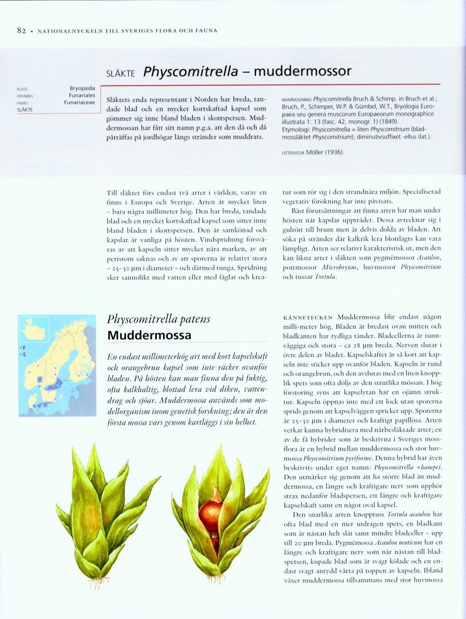The Encyclopedia of the Swedish Flora and Fauna, Bladmossor 