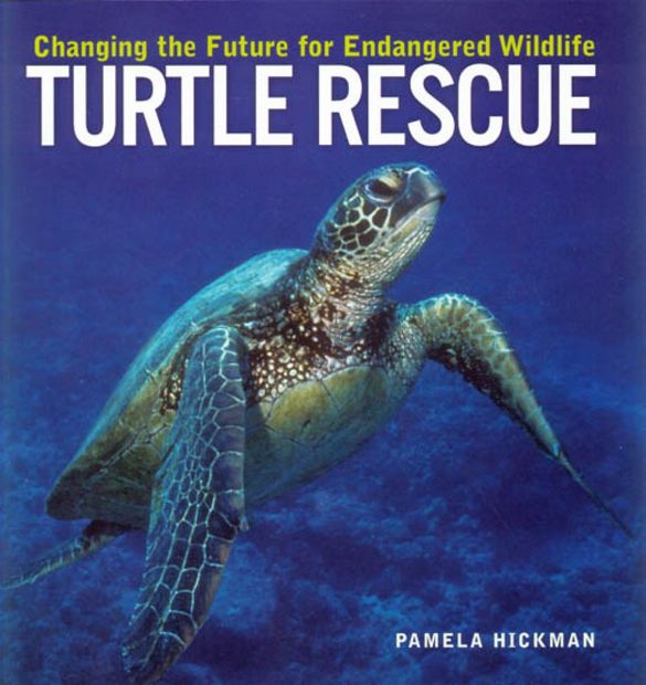 Turtle Rescue
