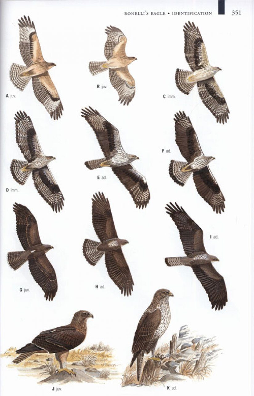 Birds of Prey, Birds of Prey List