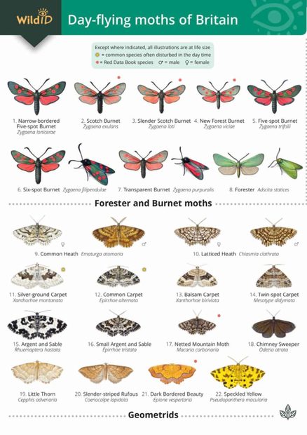 Guide to the Day-Flying Moths of Britain