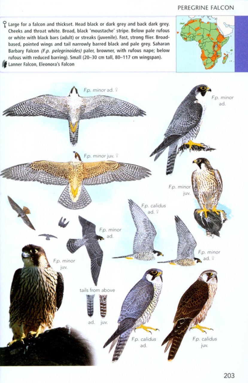 birds of prey in africa