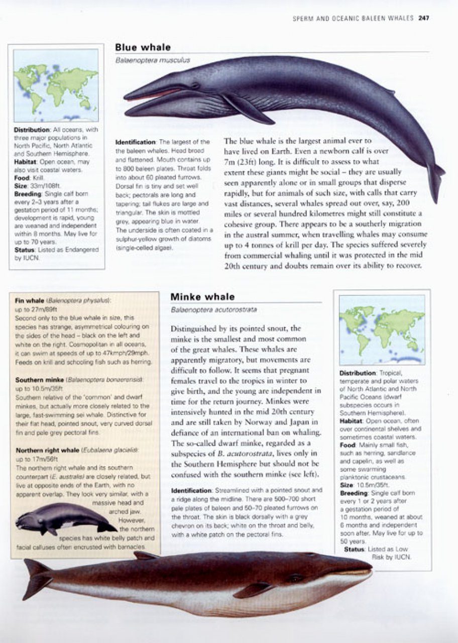 The Illustrated World Encyclopedia Of Marine Fish Amp Sea