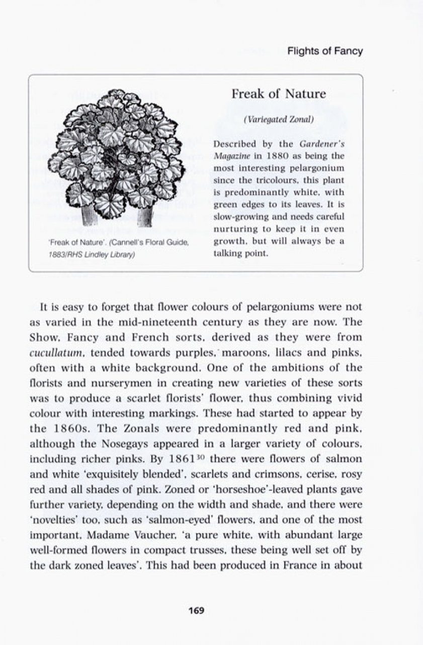 solidaritet Lav vej Ingen måde The Passion for Pelargoniums: How They Found their Place in the Garden |  NHBS Academic & Professional Books