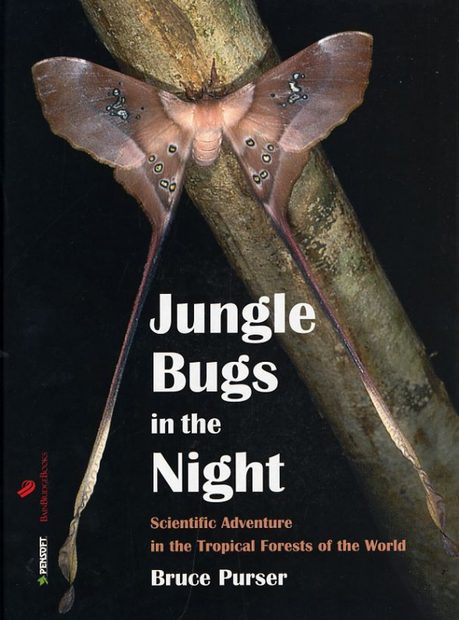 Jungle Bugs in the Night