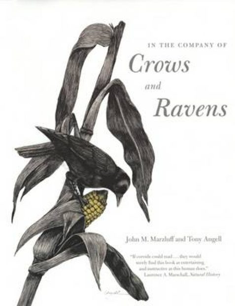In the Company of Crows and Ravens