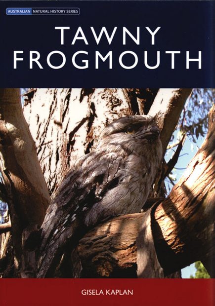 Tawny Frogmouth