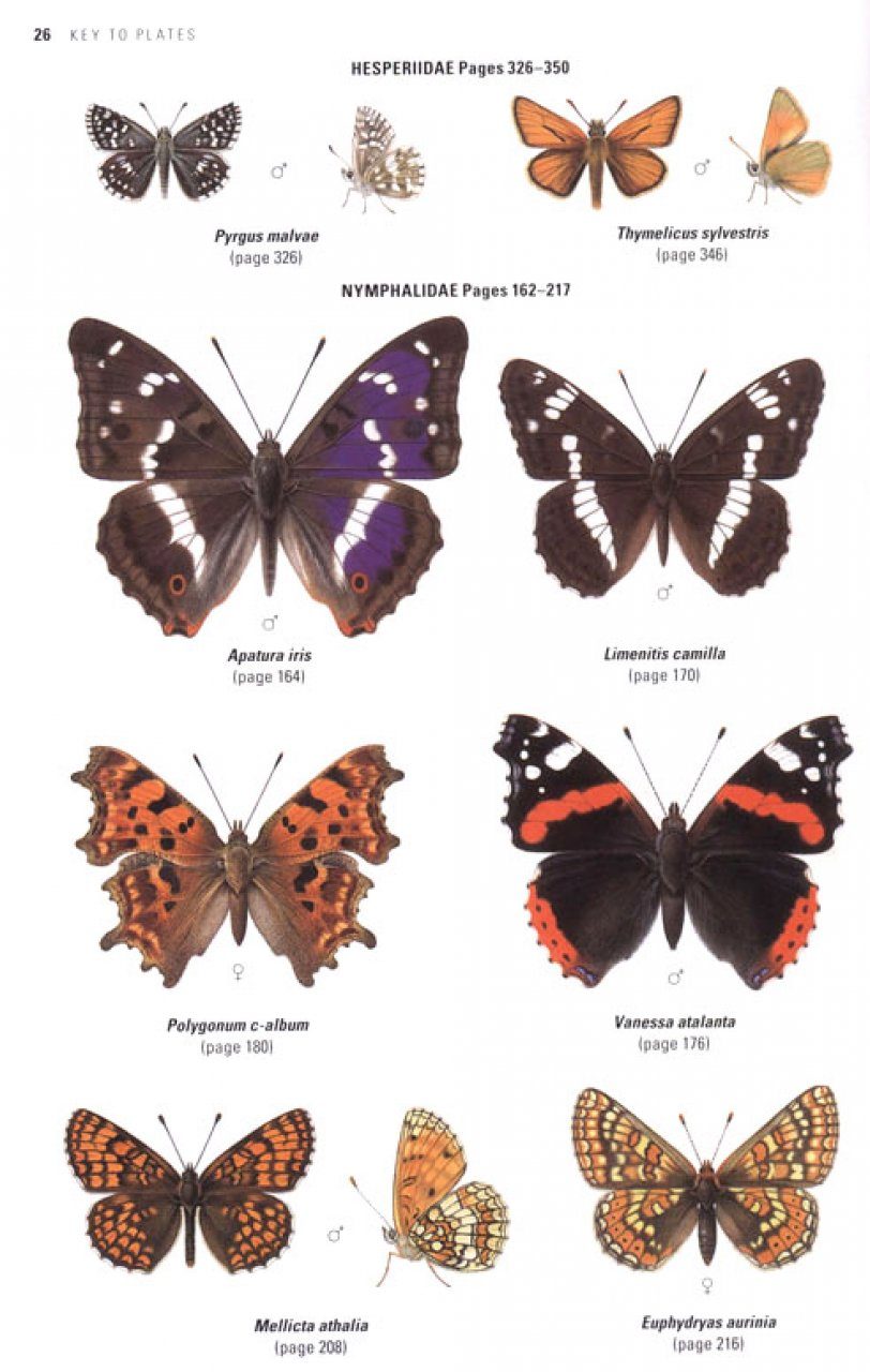 Collins Butterfly Guide Tom Tolman Richard Lewington