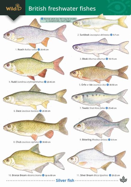 Guide to British Freshwater Fishes
