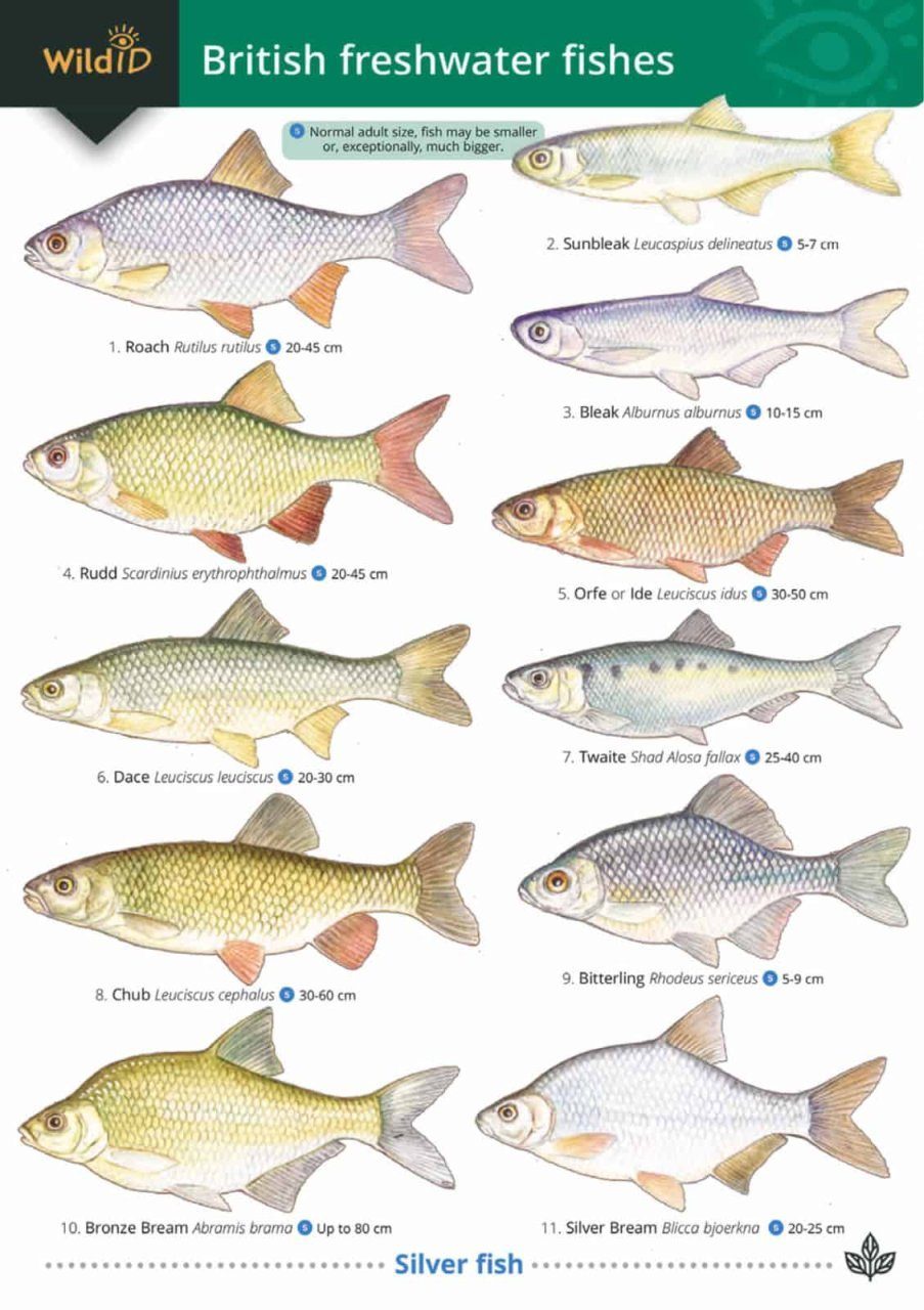 Types Of Freshwater Fish Chart