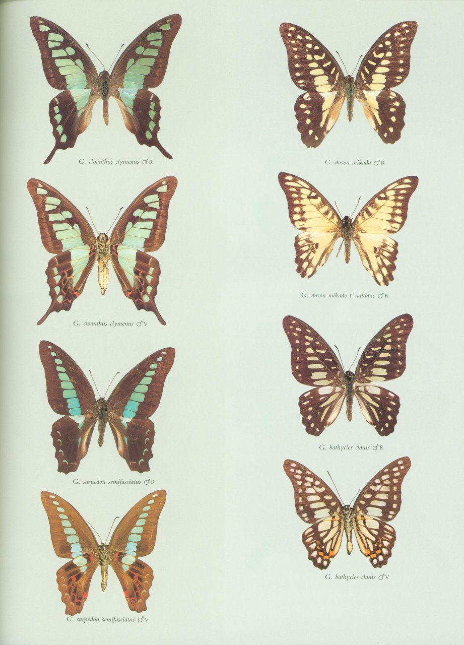 Butterflies Of The Holarctic Region Part 1 Papilionidae