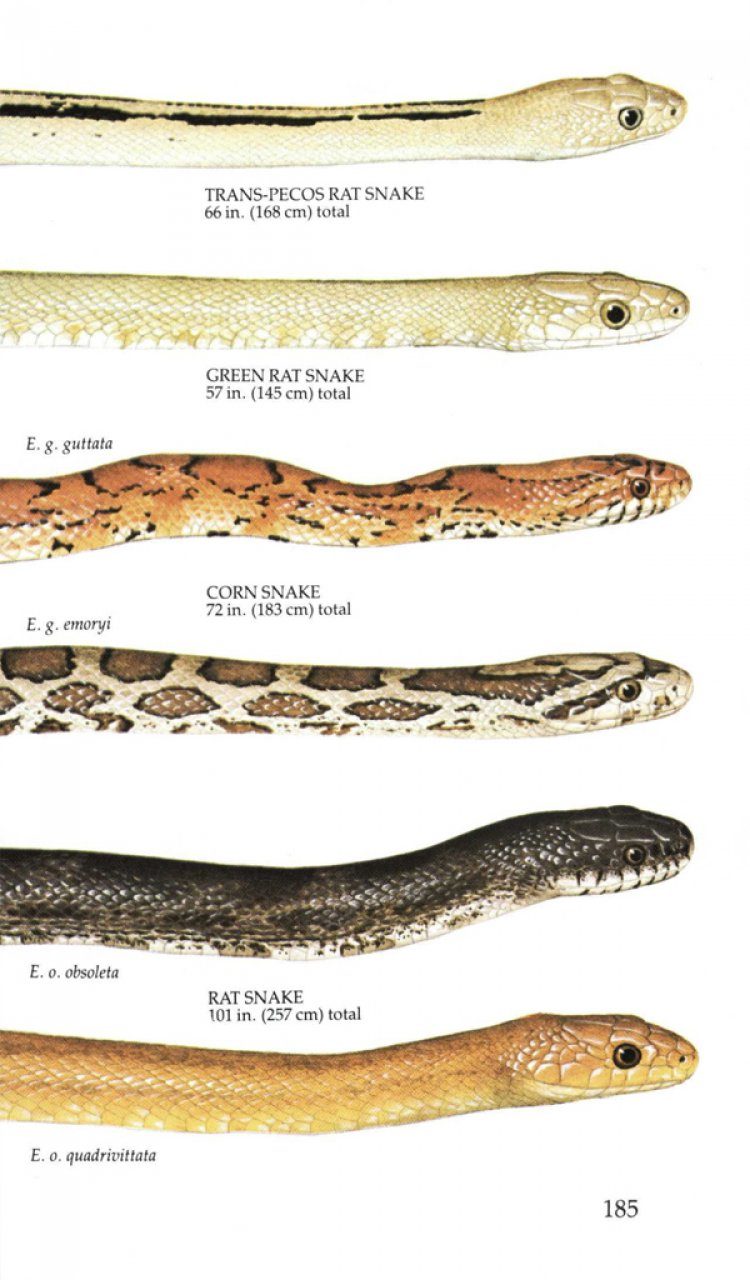 North American Snakes Chart