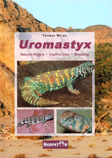 Uromastyx