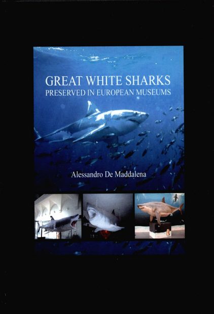 Great White Sharks Preserved in European Museums