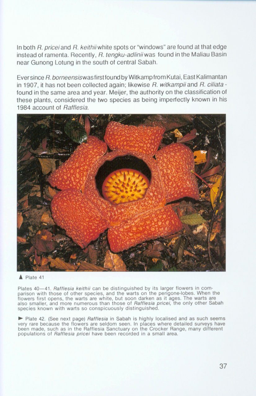 Rafflesia: Magnificent Flower of Sabah | NHBS Academic & Professional Books