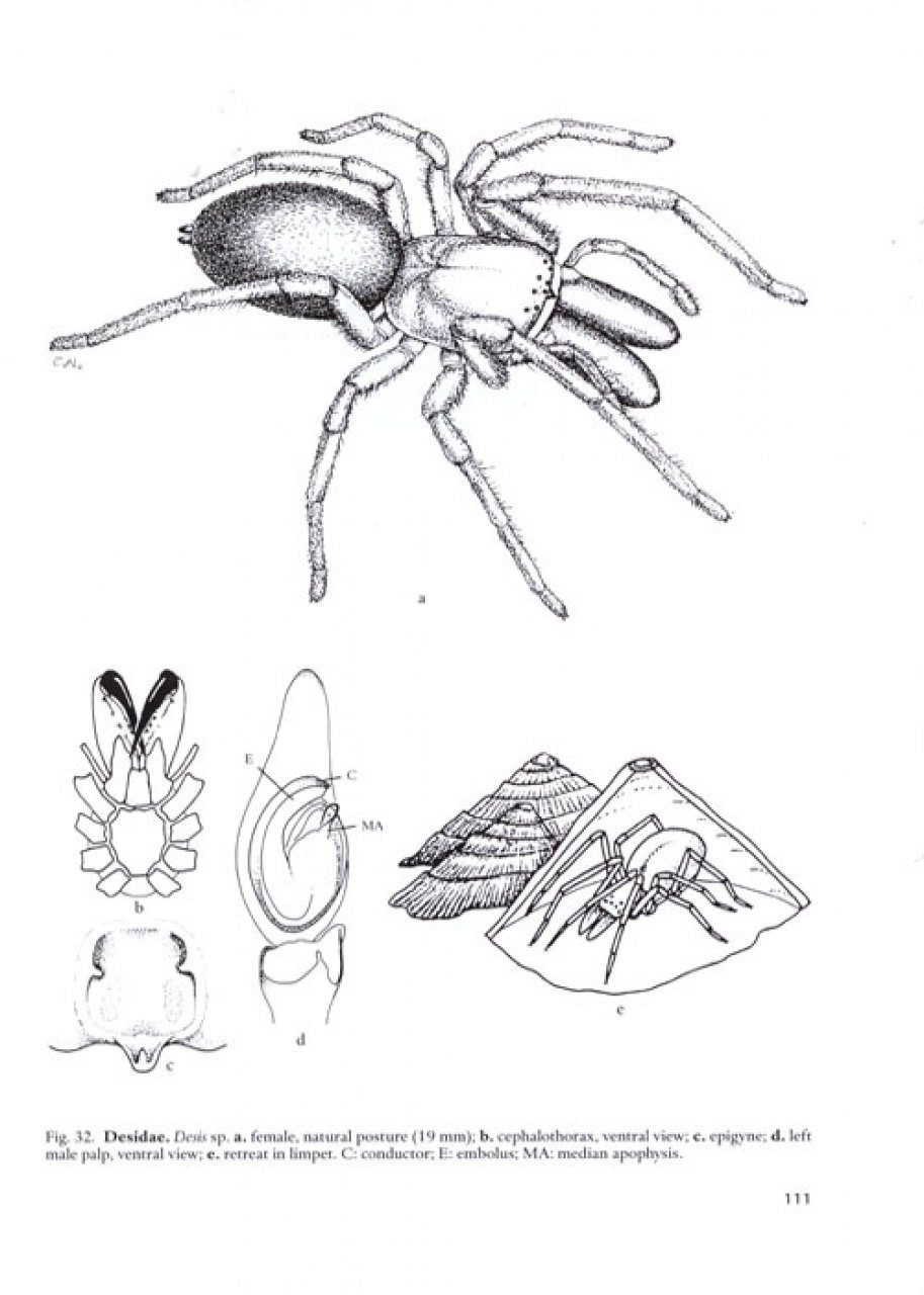 Scientists Draw New Spider Web Family Tree, NOVA