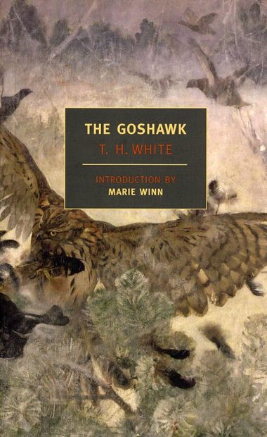 The Goshawk
