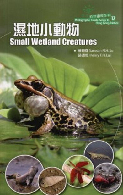 Small Wetland Creatures