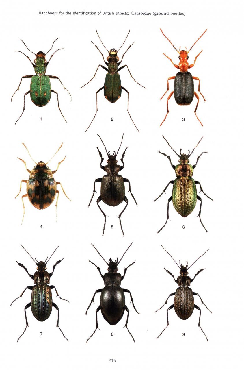 RES Handbook, Volume 4, Part 2: The Carabidae (Ground Beetles) of ...