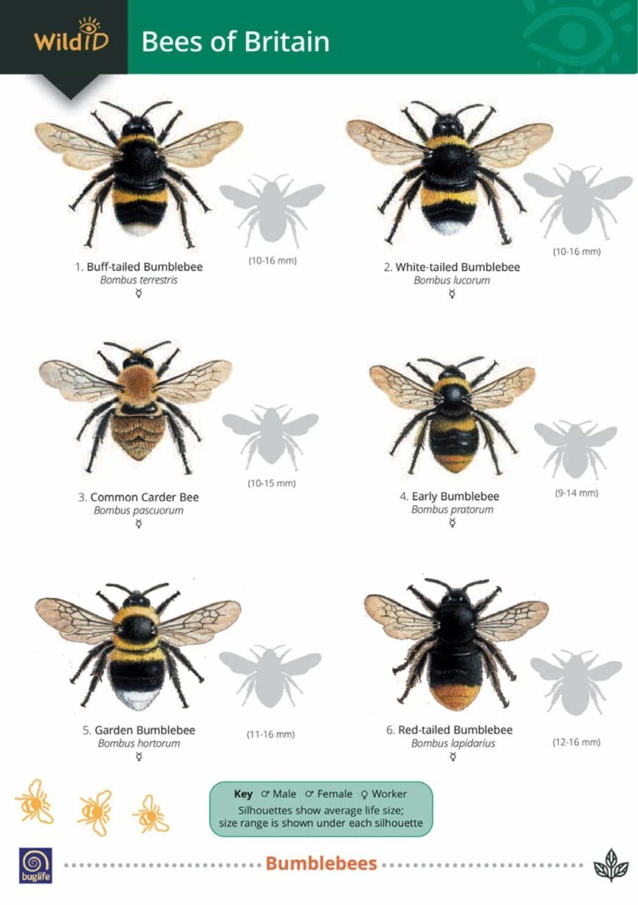 Guide to Bees of Britain | NHBS Field Guides & Natural History