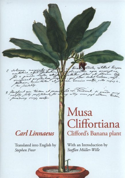 Musa Cliffortiana