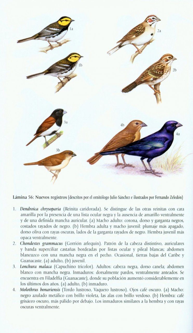 Gu 237 A De Aves De Costa Rica A Guide To The Birds Of Costa