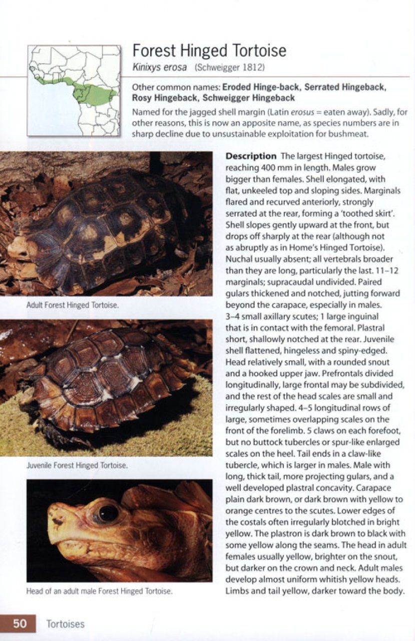 Tortoises Terrapins And Turtles Of Africa Nhbs Academic