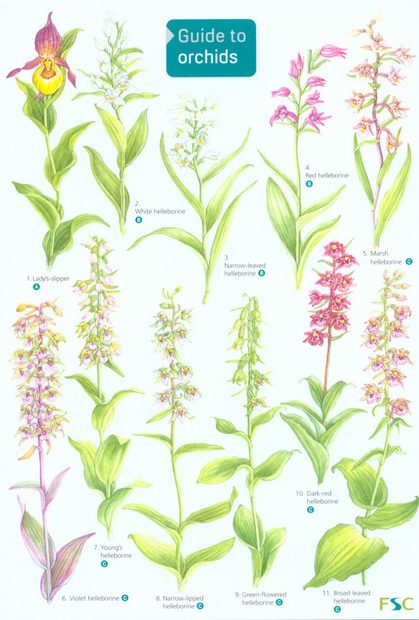 Guide to Orchids