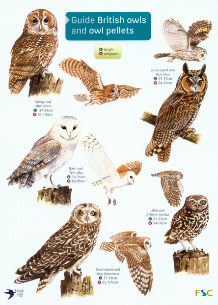 Guide to British Owls and Owl Pellets