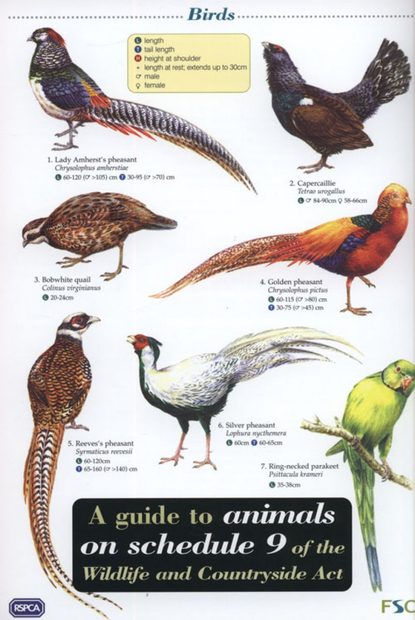 A Guide to Animals on Schedule 9 of the Wildlife and Countryside Act