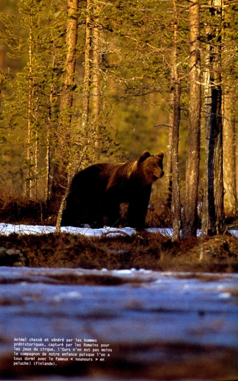 Animal de l'année 2009: l'ours brun