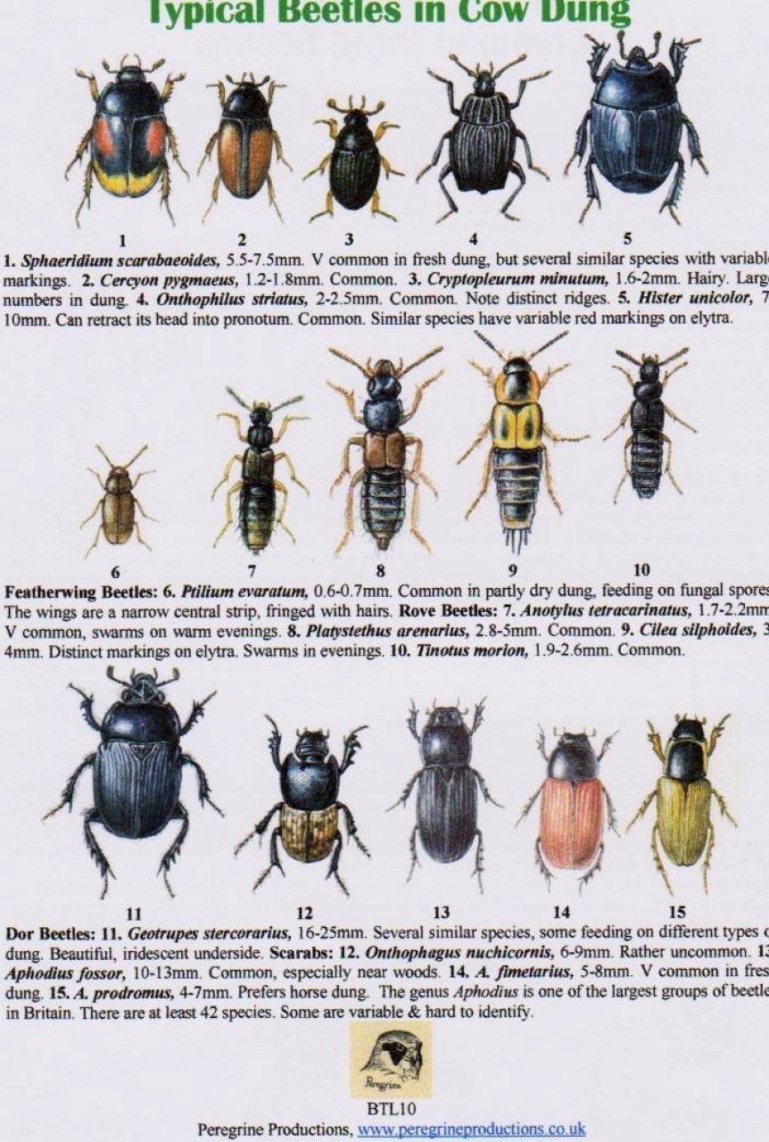 Beetle Identification Guide